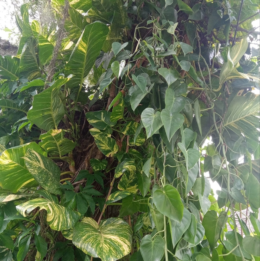 COPY - 2 Giant Hawaiian Golden Pothos Or Heart-Shaped Philodendron (25-30 Inch)…